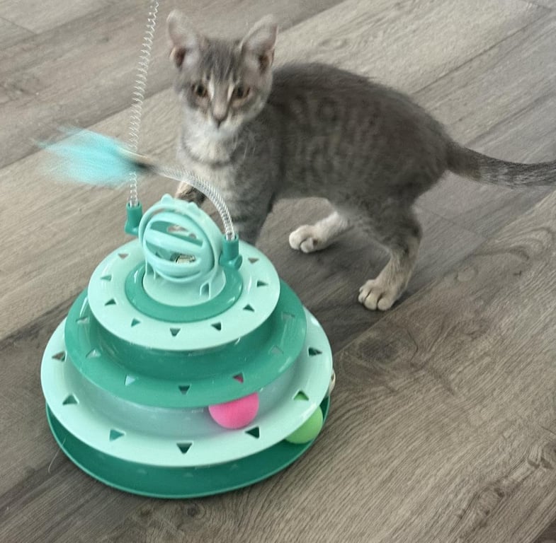Sterling Katt Image