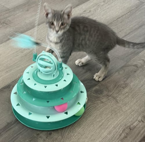 STERLING KATT - Domestic Short Hair available for adoption