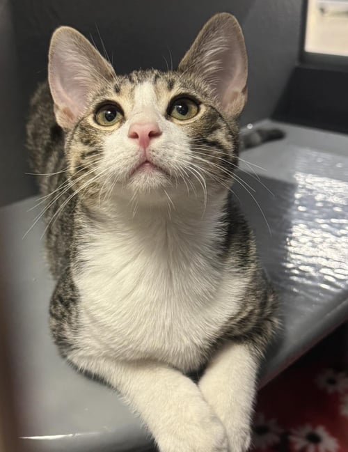 MOUSE WIGGLES - Domestic Short Hair / Tabby available for adoption
