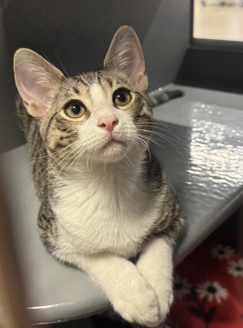 MOUSE WIGGLES - Domestic Short Hair / Tabby available for adoption