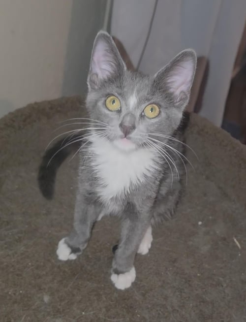 MURPHY SOUTHERN - Domestic Short Hair available for adoption