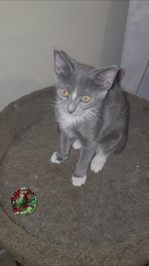 MURPHY SOUTHERN - Domestic Short Hair available for adoption