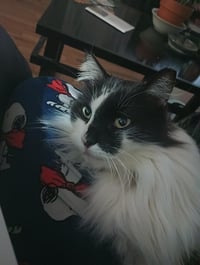 Arwen Longtail - Photo 2