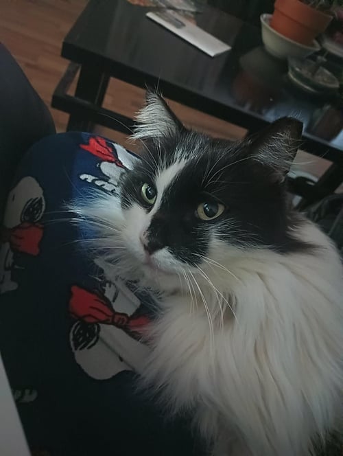 ARWEN LONGTAIL - Domestic Long Hair / Tuxedo available for adoption