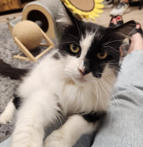 ARWEN LONGTAIL - Domestic Long Hair / Tuxedo available for adoption
