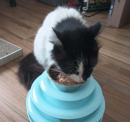 ARWEN LONGTAIL - Domestic Long Hair / Tuxedo available for adoption