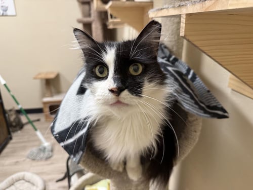 ARWEN LONGTAIL - Domestic Long Hair / Tuxedo available for adoption