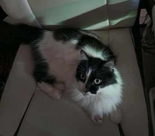 ARWEN LONGTAIL - Domestic Long Hair / Tuxedo available for adoption