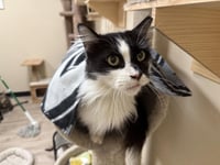 Arwen Longtail - Photo 4