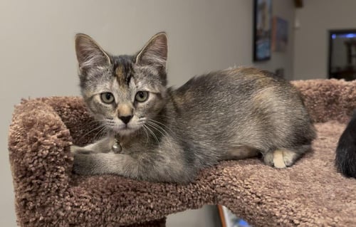 MOMO AVATAR - Domestic Short Hair / Torbie available for adoption