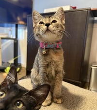 Momo Avatar - Photo 2