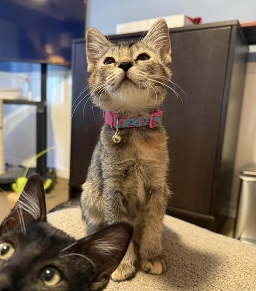 MOMO AVATAR - Domestic Short Hair / Torbie available for adoption