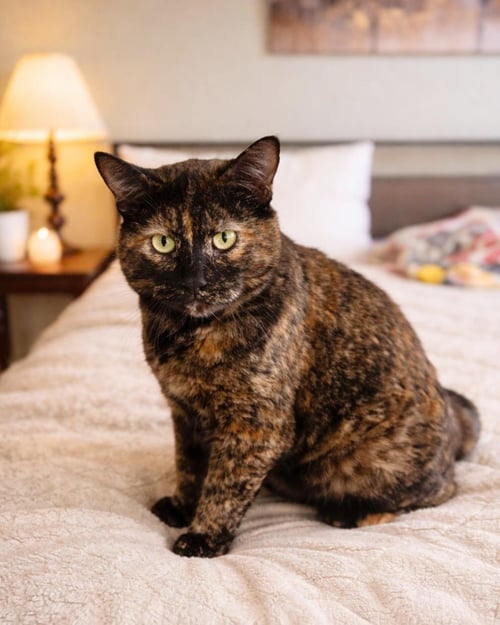 EMBER NOIR - Domestic Short Hair / Tortoiseshell available for adoption