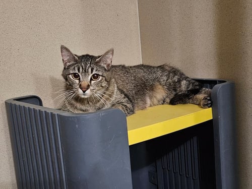 CJ BELLA GRACE - Domestic Short Hair available for adoption