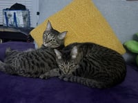Tails Brother Bonded With Sonic Brother - Photo 3