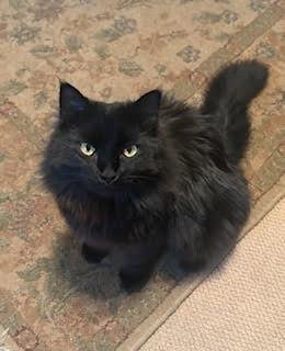 GLADYS KNIGHT - Domestic Long Hair available for adoption