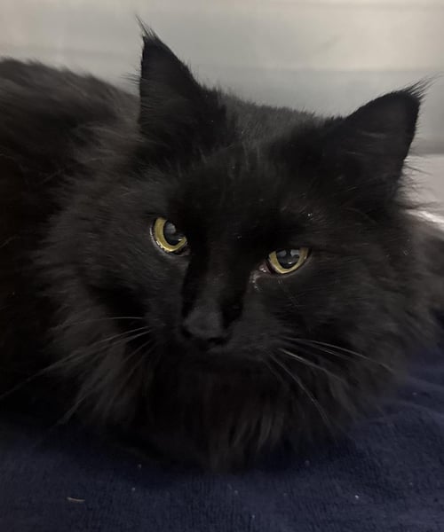 GLADYS KNIGHT - Domestic Long Hair available for adoption