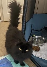 Gladys Knight - Photo 4