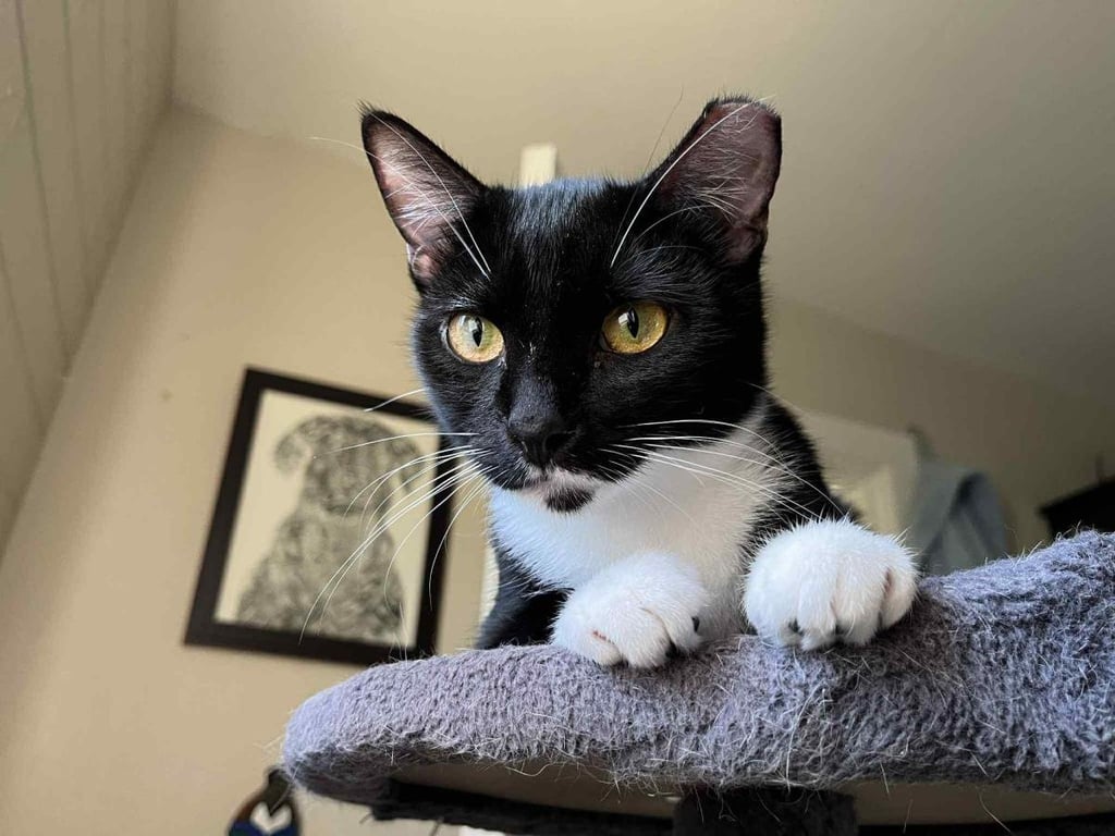 Becky Biscuits Image