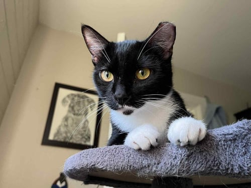 BECKY BISCUITS - Domestic Short Hair / Tuxedo available for adoption