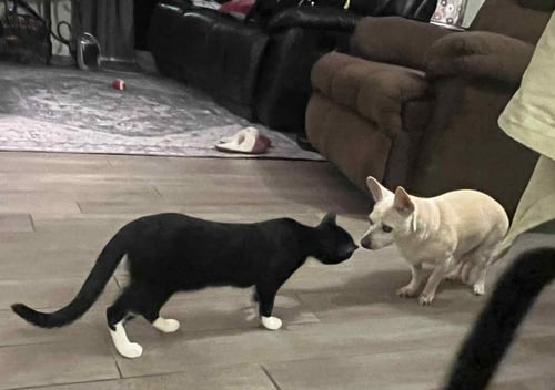 BECKY BISCUITS - Domestic Short Hair / Tuxedo available for adoption