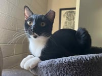 Becky Biscuits - Photo 4