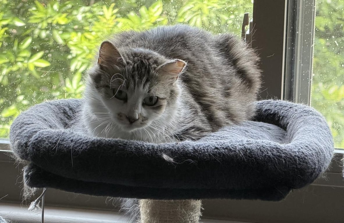 Bella Sunshine Image