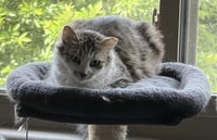 Bella Sunshine - Photo 1