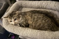 Bella Sunshine - Photo 2