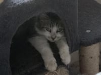 Bella Sunshine - Photo 3