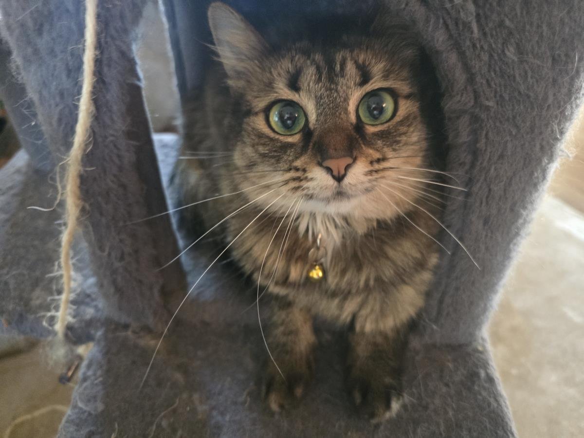 CHARLES HONEYBUN - Domestic Medium Hair / Tabby available for adoption