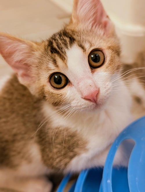 MOCHI NOUGAT - Domestic Short Hair available for adoption