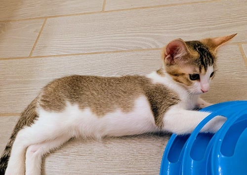 MOCHI NOUGAT - Domestic Short Hair available for adoption
