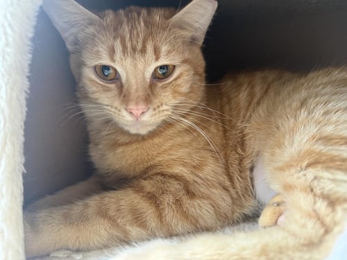 KELLY GARRETT - Domestic Short Hair / Tabby available for adoption