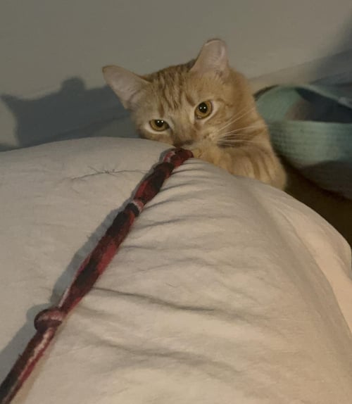 KELLY GARRETT - Domestic Short Hair / Tabby available for adoption