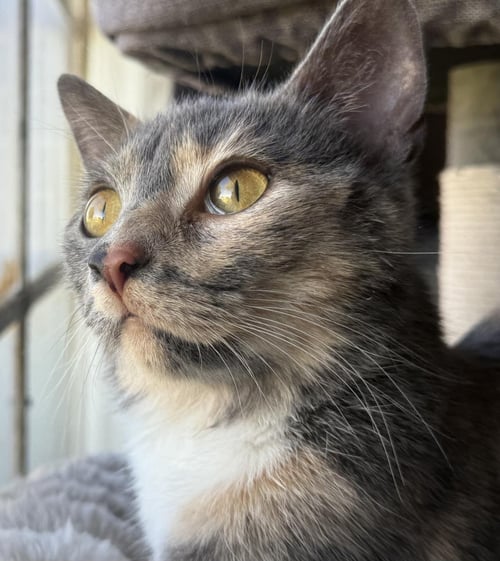 SLINKY WOODS - Domestic Short Hair available for adoption