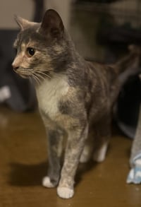 Slinky Woods - Photo 2