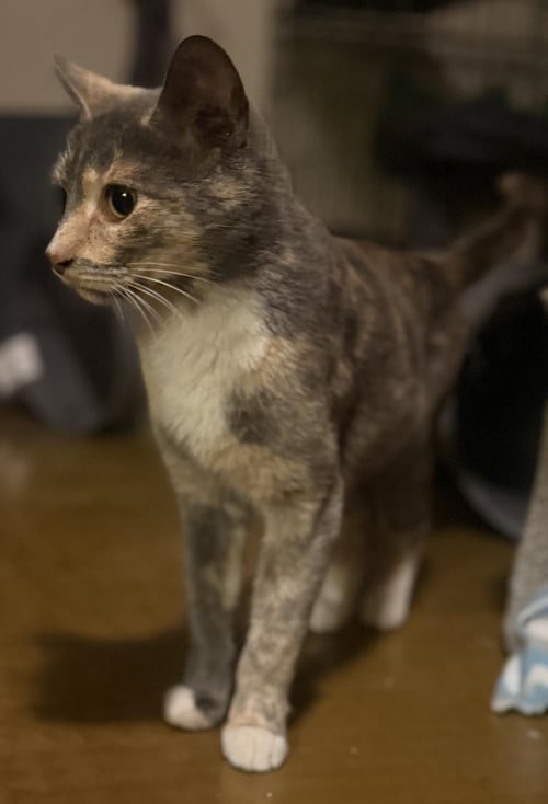 SLINKY WOODS - Domestic Short Hair available for adoption