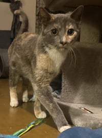 Slinky Woods - Photo 3