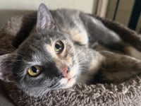 Slinky Woods - Photo 4