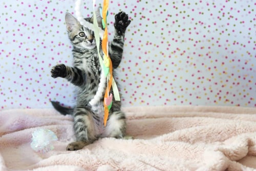 ROSIE CUDDLESTOO - Tabby / Domestic Medium Hair available for adoption