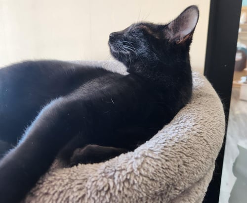 COFFEE VIBEZ - Domestic Short Hair available for adoption