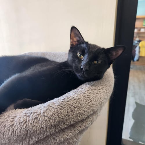 COFFEE VIBEZ - Domestic Short Hair for adoption in Chandler