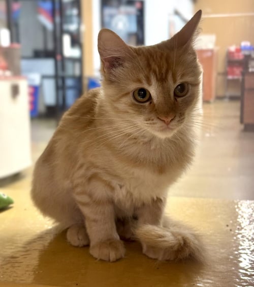 CHARLEE BINK - Domestic Short Hair / Tabby available for adoption