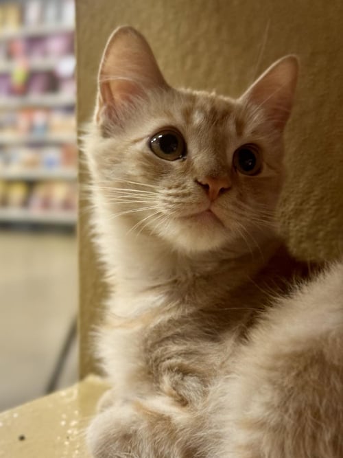 CHARLEE BINK - Domestic Short Hair / Tabby available for adoption