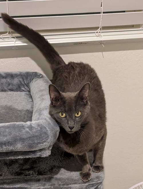 MISTY RENE PERRI - Domestic Short Hair / Russian Blue for adoption in Chandler