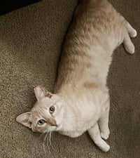 Baby Garfield - Photo 3