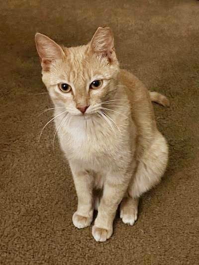 BABY GARFIELD - Domestic Short Hair available for adoption