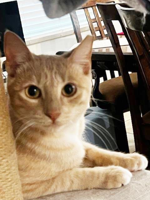 BABY GARFIELD - Domestic Short Hair available for adoption