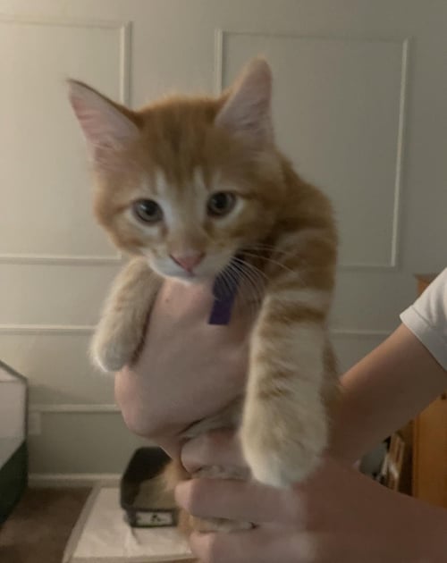 NORMAN BATES BONDED WITH STU - Tabby / Domestic Short Hair available for adoption